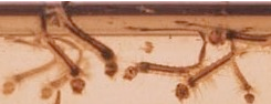 larvae