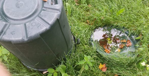 Trash can lid with larvae