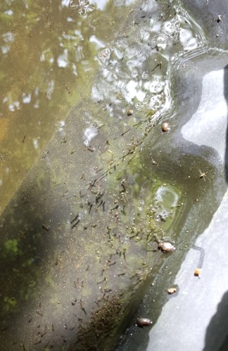 Larvae concentration